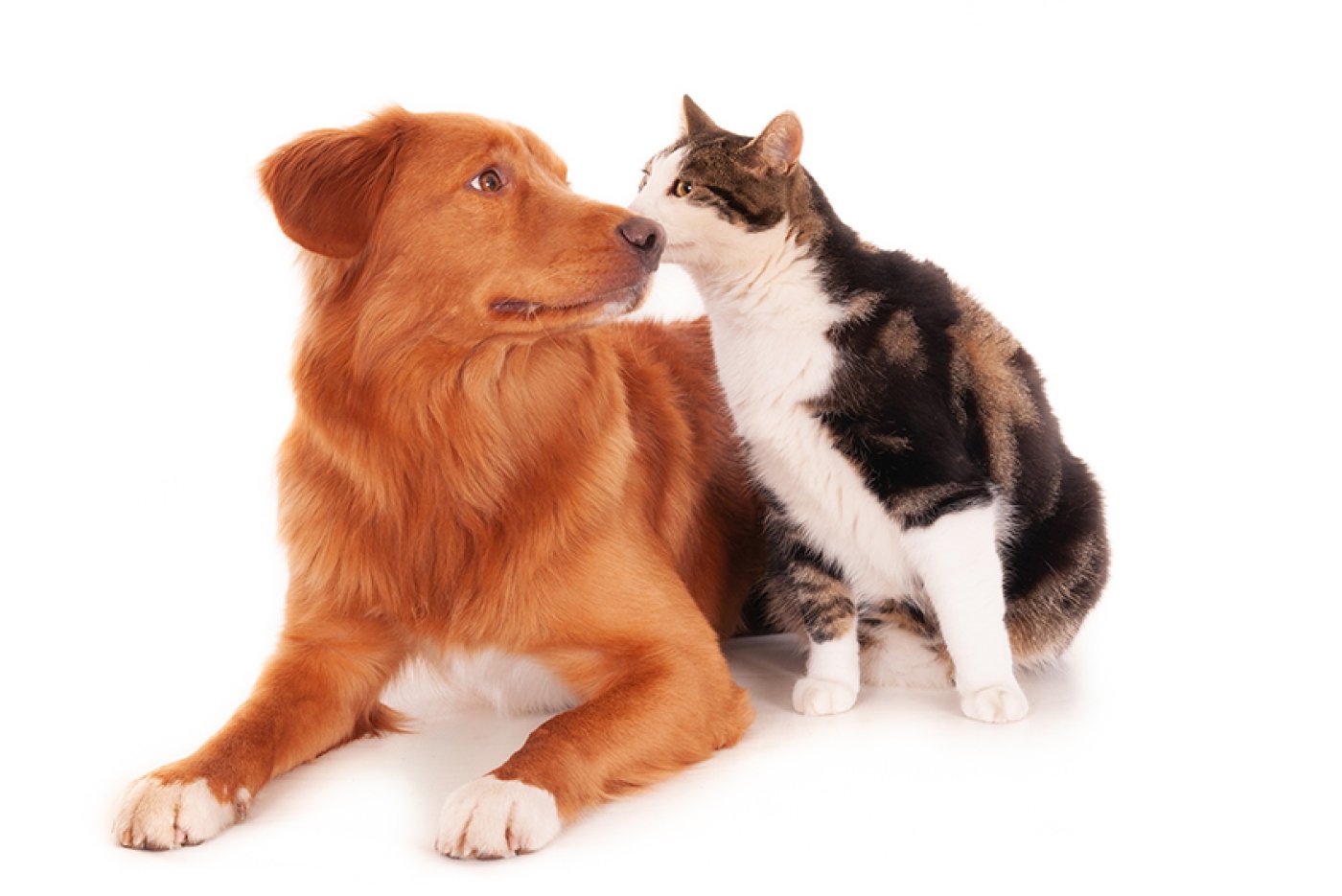 perro y gato
