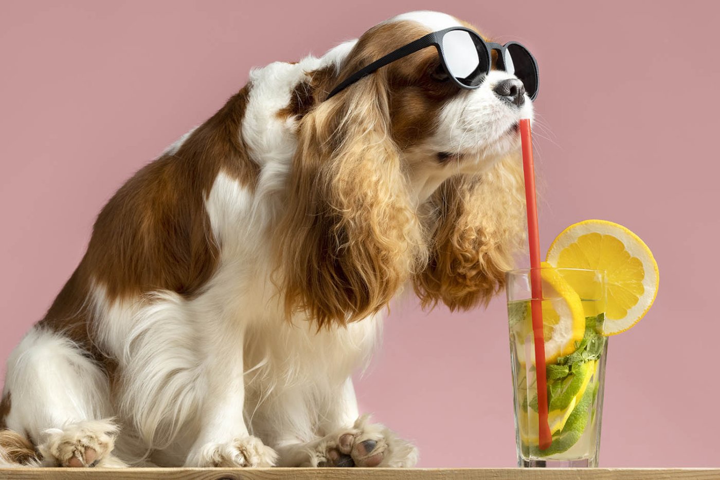 Perro calor