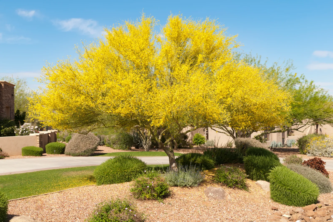Palo Verde