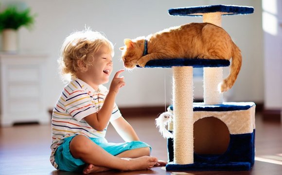 gato