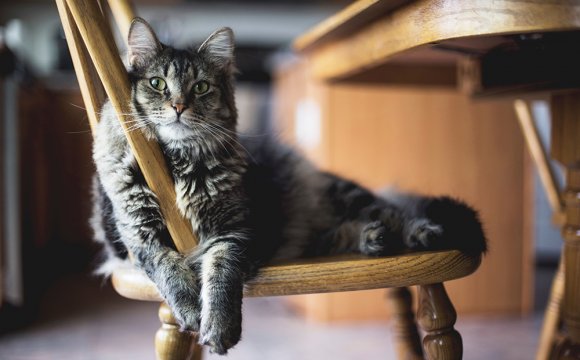 gatos