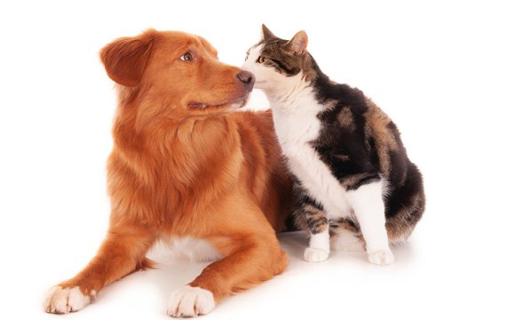 perro y gato